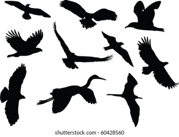 birds silhouette collection - vector