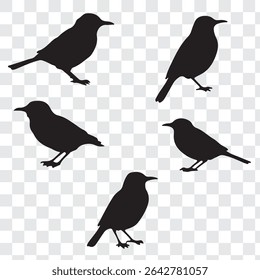 Birds silhouette set vector design. Different birds vector silhouette. Eps 10