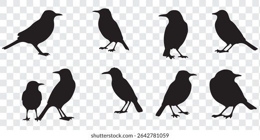 Birds silhouette set vector design. Different birds vector silhouette. Eps 10