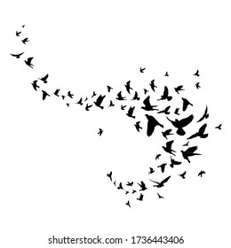 Birds silhouette vector background. Vector illustration