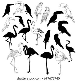birds, silhouette, vector, illustration