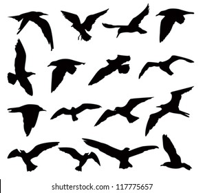 birds silhouettes