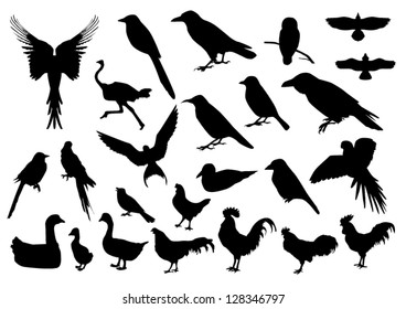 Birds silhouettes