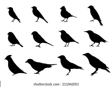 Birds silhouettes