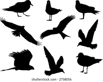 Birds silhouettes