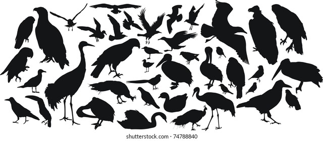 birds silhouettes