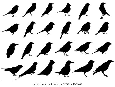 Birds silhouettes collection