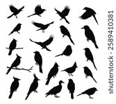 A Birds silhouettes collection illustration with white background