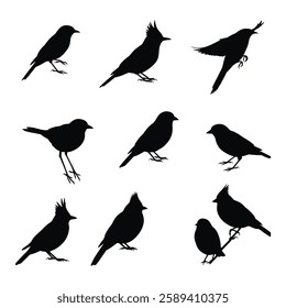 A Birds silhouettes collection illustration with white background