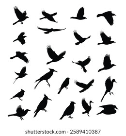 A Birds silhouettes collection illustration with white background