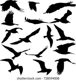 Birds Silhouettes collection - vector