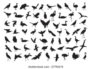 Birds silhouettes isolated on white. Vector illustration.