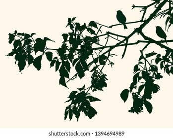 The birds silhouettes on the linden branches