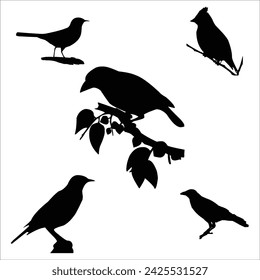  birds Silhouettes Premium vector template