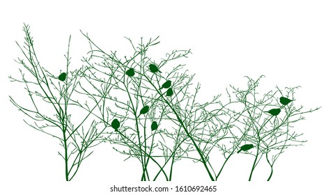 Birds sit on branches of a tree or shrub on white isolated background