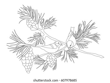 Birds sitting on a pine branch with cones. Pencil drawing by hand. Sketch. Vector Image