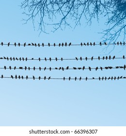 Birds sitting on wires
