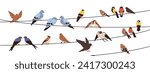 Birds sitting on wires, perching on electric lines, strings. Spring feathered animals group landing. Different species resting on cables. Flat graphic vector illustration isolated on white background