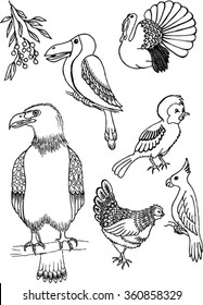 birds, sketch