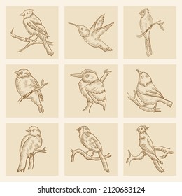 Birds sketch collection vector illustration