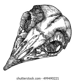 Bird's skull. Hand drawing illustration for Halloween. 