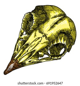 Bird's skull. Hand drawing illustration for Halloween. 