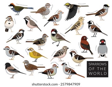 Birds Sparrows of the World Set Cartoon Vector Character