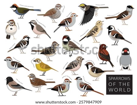 Birds Sparrows of the World Set Cartoon Vector Character