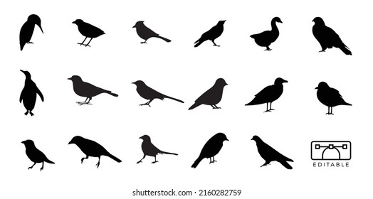 Birds Species Silhouette Isolated  Set