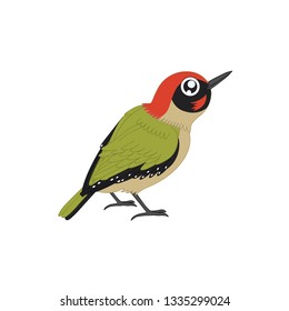 Birds Species Vecter Birds name