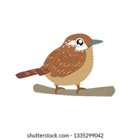 Birds Species Vecter Birds name