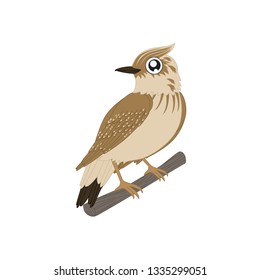 Birds Species Vecter Birds name