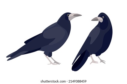 Birds stree vector illustration art