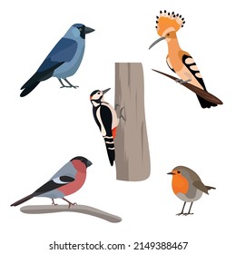 Birds stree vector illustration art