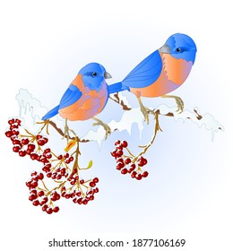 Birds  thrush Bluebirds small songbirdons on on snowy tree winter background vintage vector illustration editable hand draw
