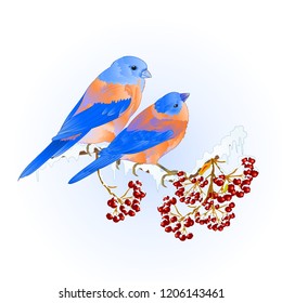 Birds thrush small Bluebirds  songbirdons on on snowy tree rowan and berry winter background vintage vector illustration editable hand draw