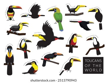 Aves Toucans do Mundo Conjunto Cartoon Vetor Personagem