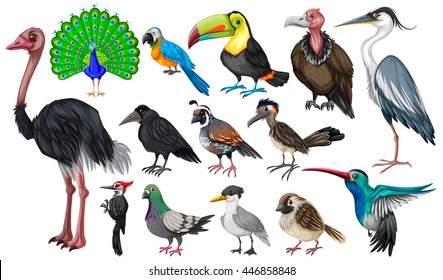 Birds of various species on white