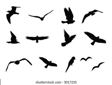 birds vector