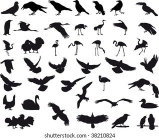 Birds vector