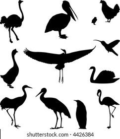 Birds (vector)