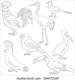 Birds vector