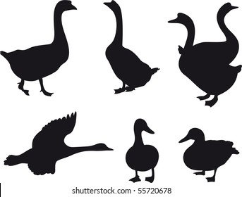 Birds vector