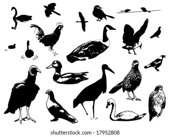 birds vector collection with swan, duck,  seagull, stork, rooster, dove, vulture, falcon, mockingbird, crow, pheasant, magpie and others