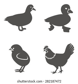Birds Vector Icon