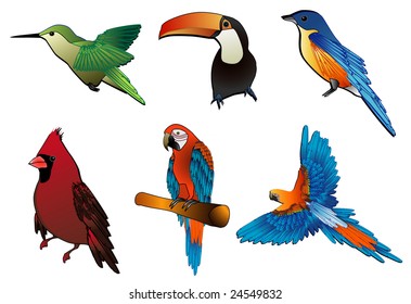 birds vector illustration