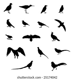 birds vector illustration
