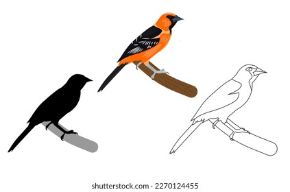 Birds. Vector image of an oriole. Contour, silhouette, flat.
