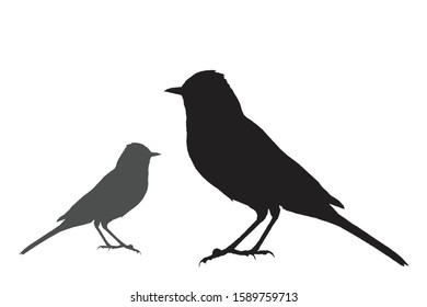 Birds. Vector image. White background.
