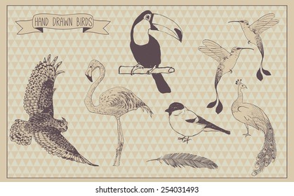 Birds vector set. Hand drawn bird. Vintage design. Vector illustration elements. Isolated.